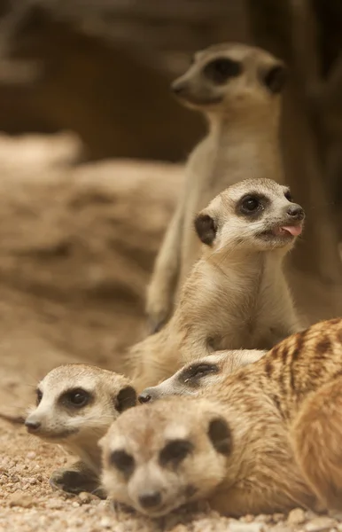 Portret groep meerkat — Stockfoto