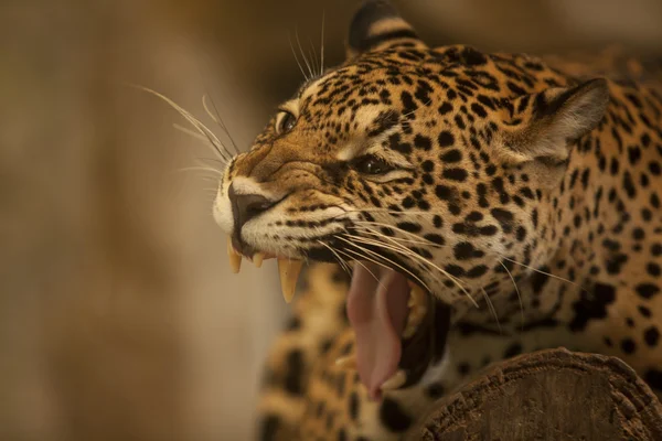 Retrato de Leopardo (Tigre ) — Foto de Stock