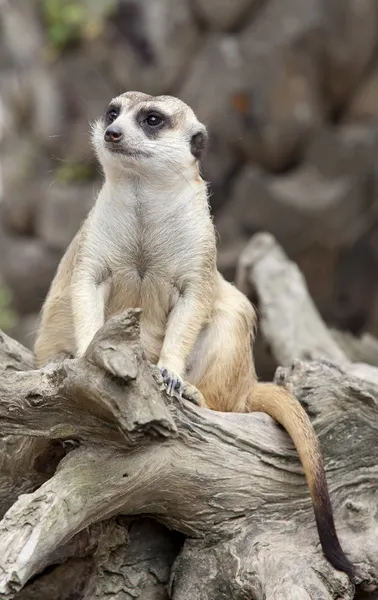 Erdmännchen im Porträt — Stockfoto