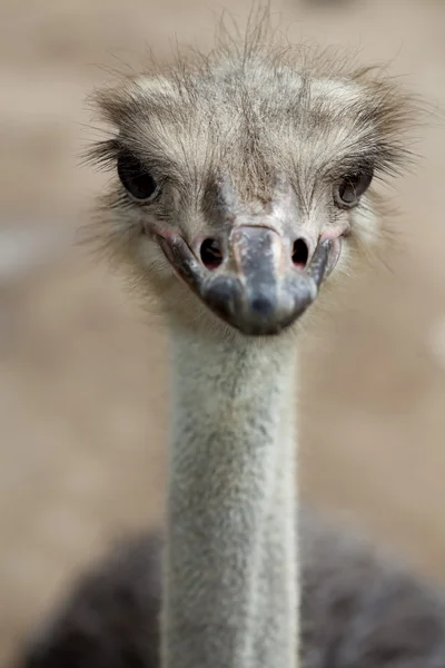 Retrato de avestruz — Foto de Stock