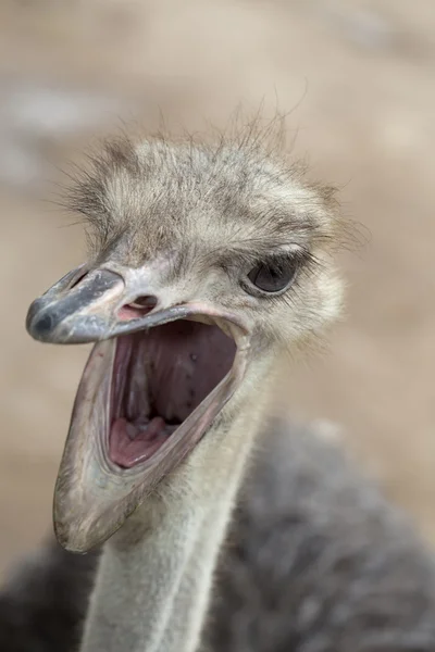 Portret van struisvogel — Stockfoto