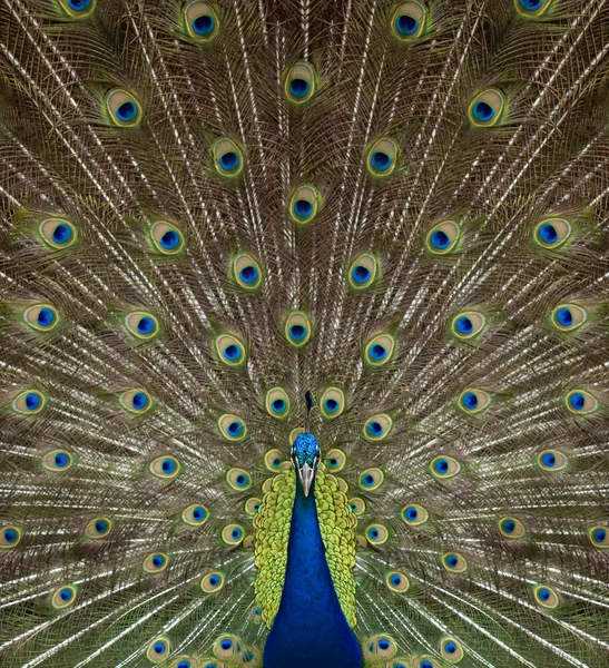 Porträtt och närbild av peacock — Stockfoto