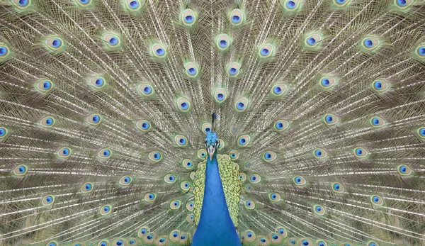 Portrait and close up of peacock — Stock Photo, Image