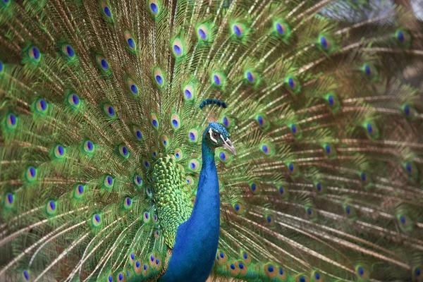 Portrait and close up of peacock — Stock Photo, Image