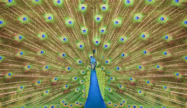 Porträtt och närbild av peacock — Stockfoto