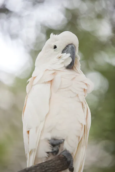 Cacatua — Fotografia de Stock