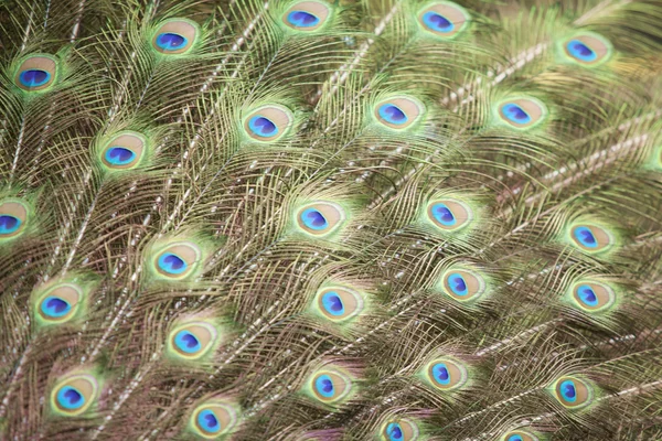 Portrait and close up of peacock tail — Stock Photo, Image