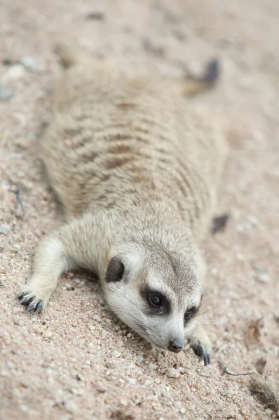 Portrait of meerkats sleep — Stock Photo, Image