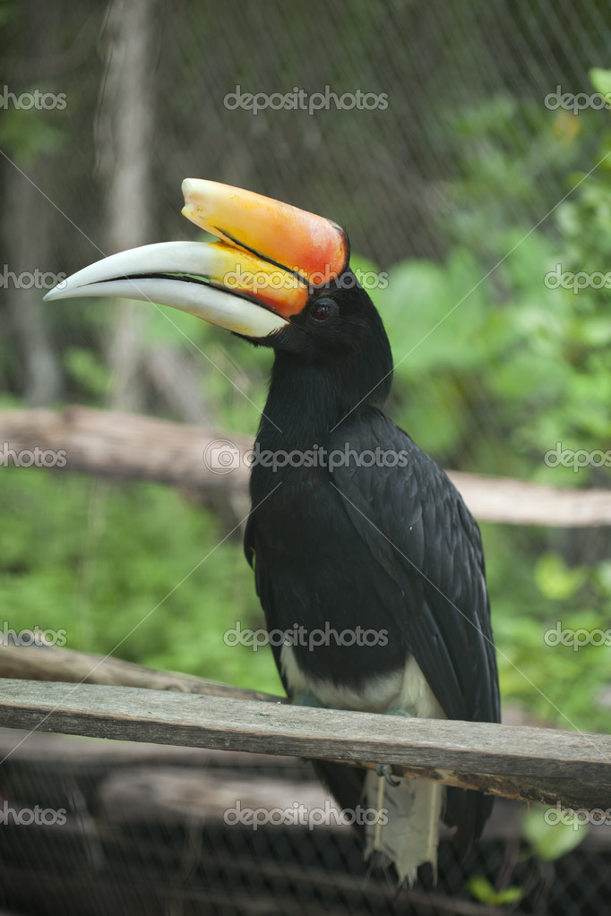Rhinoceros Hornbill perched on a branch Stock Photo by ©anekoho 