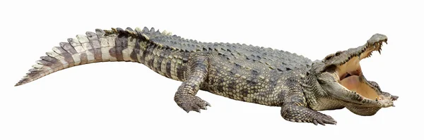 Asiatiska krokodil — Stockfoto