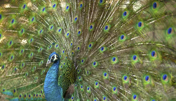 güzel tavuskuşu tüylü detay