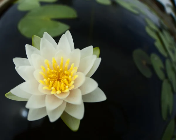 White lotus — Stock Photo, Image