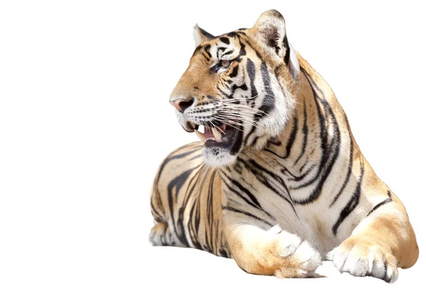 Tiger sitter — Stockfoto