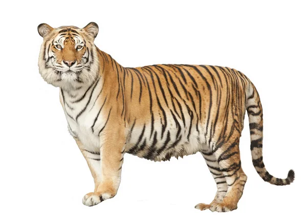 Porträtt av en royal bengal tiger — Stockfoto