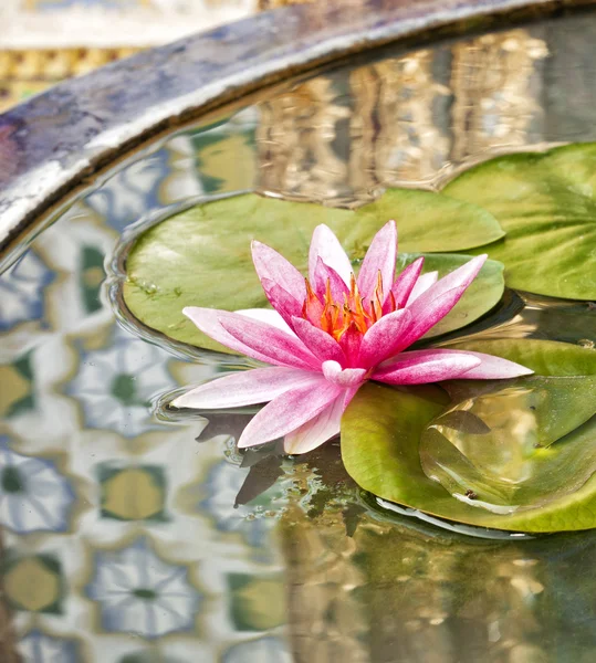 Thai pattern reflex on the lotus sink — Stock Photo, Image