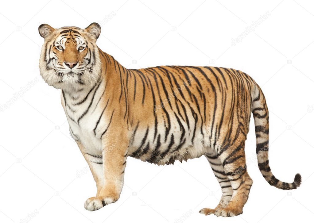 92,352 Bengal Tiger Royalty-Free Images, Stock Photos & Pictures