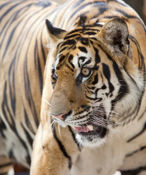 Close up of a tiger 's face — стоковое фото