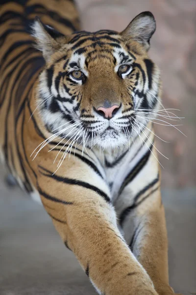 Primer plano de la cara de un tigre joven —  Fotos de Stock