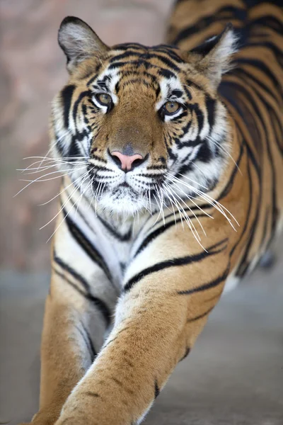 Primo piano del volto di una giovane tigre — Foto Stock