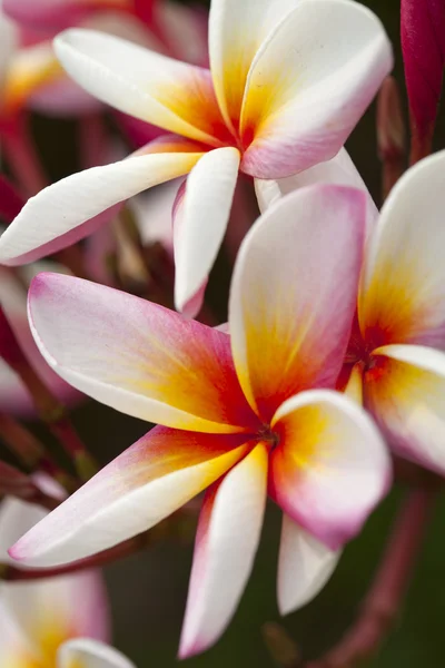 Colorful Plumeria flowers — Stock Photo, Image