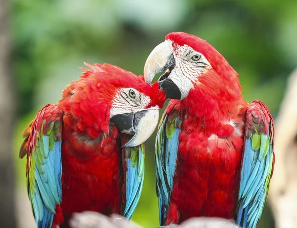 Couple macaws — Stock Photo, Image