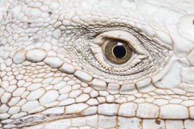 iguana yüz.