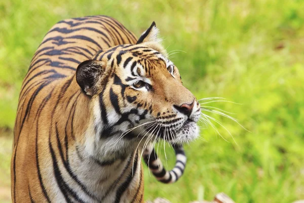 Tiger — Stockfoto