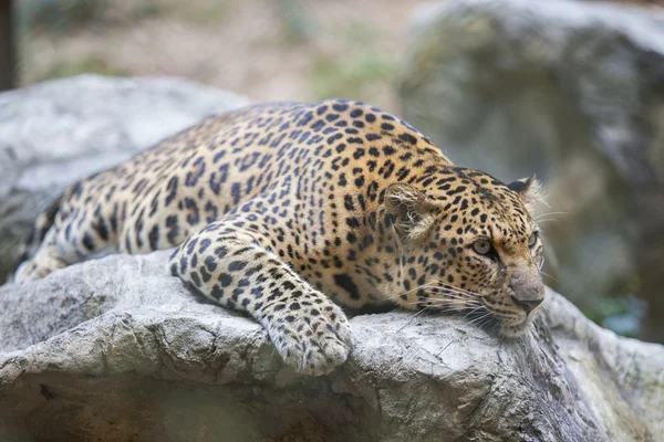 Leopardo (Tigre ) — Foto Stock