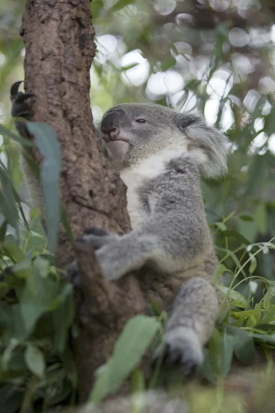 Koala. —  Fotos de Stock