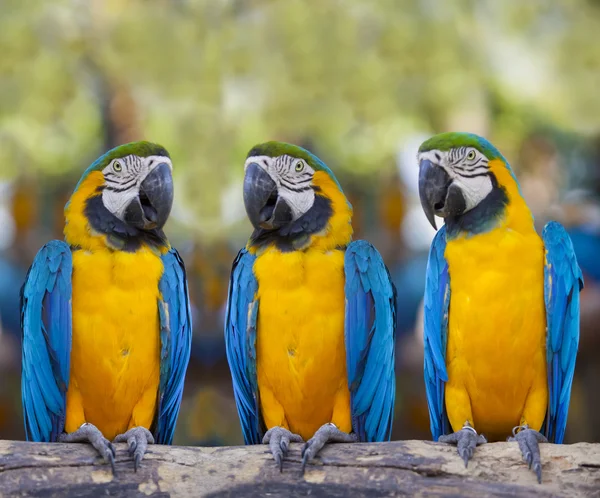 Macaws zittend op logboek. — Stockfoto