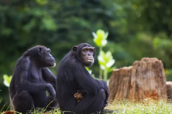 Шимпанзе — стоковое фото