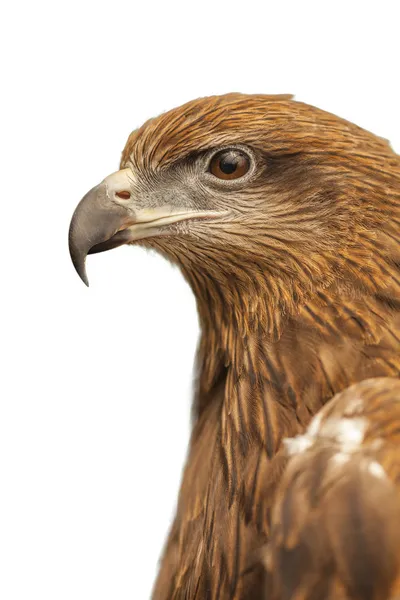 Hawk — Stockfoto