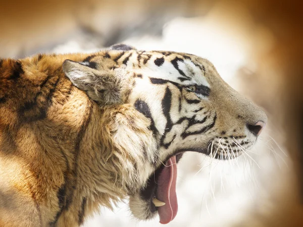 Tigre — Fotografia de Stock