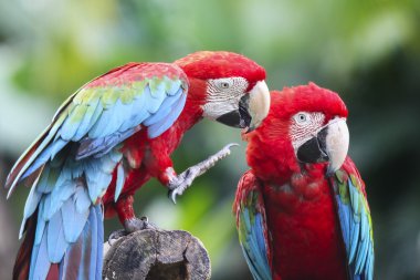 Çift Amerika papağanı
