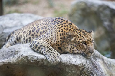 Leopar (kaplan)