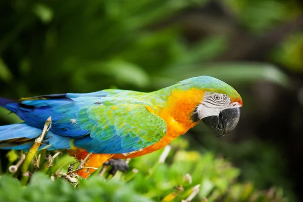 Macaw — Stock Photo, Image