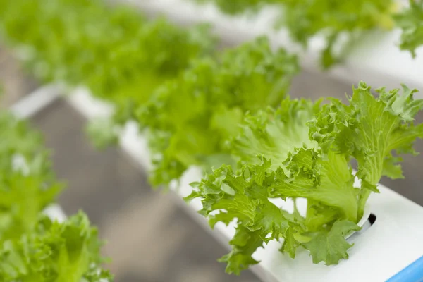 Hydroponic — Stock Photo, Image