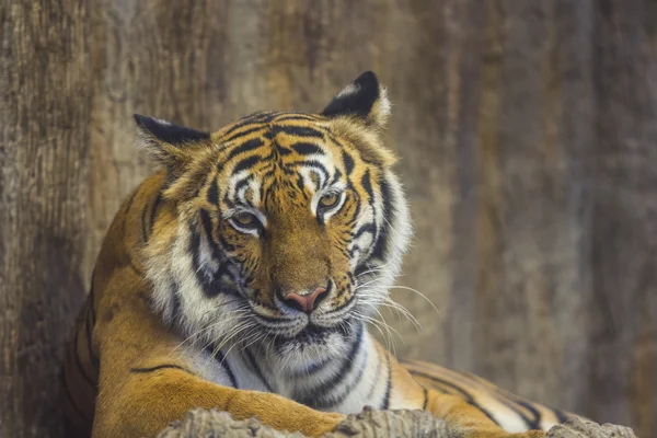 Retrato de um tigre real de Bengala — Fotografia de Stock