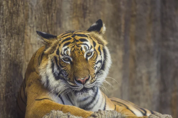 Retrato de un tigre real de Bengala —  Fotos de Stock