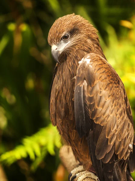 Hawk — Stockfoto