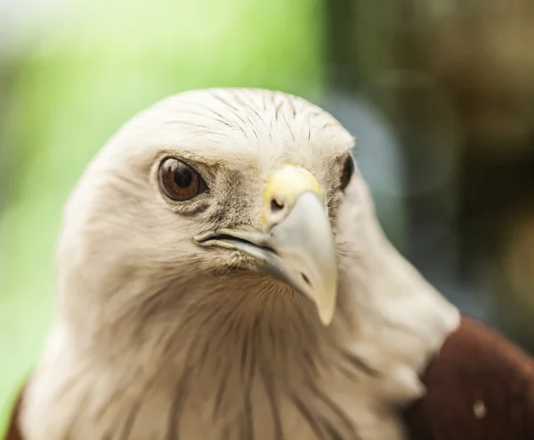 Águila — Foto de Stock