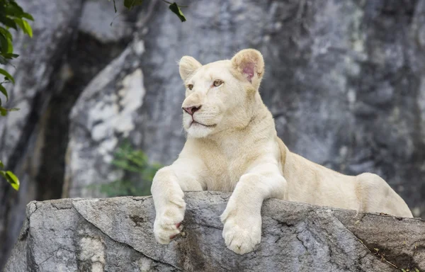 White lion — Stock Photo, Image