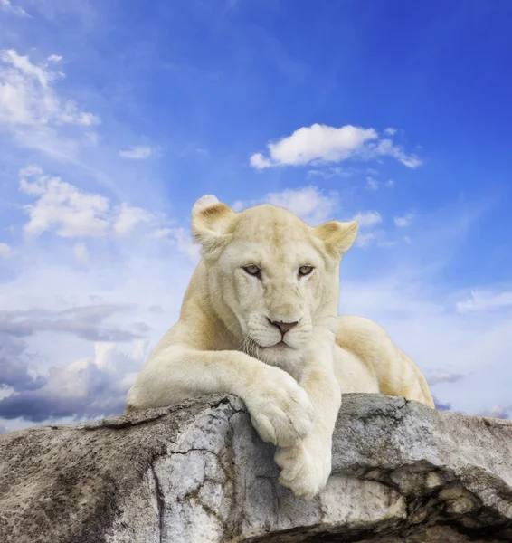 León blanco — Foto de Stock