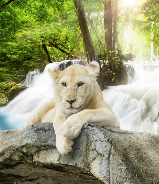 White lion — Stock Photo, Image