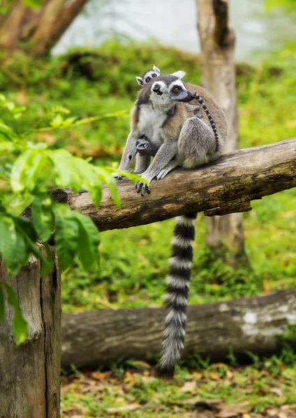 Lemur — Stok fotoğraf