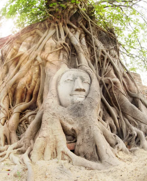 Huvudet av sandsten buddha — Stockfoto