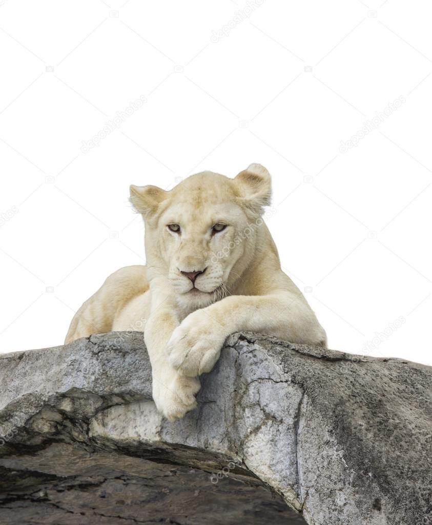 White baby lion with isolated white background