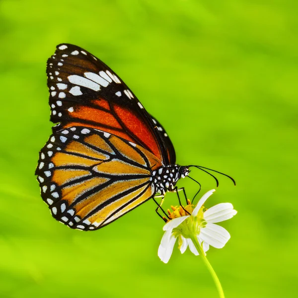 Schmetterling — Stockfoto