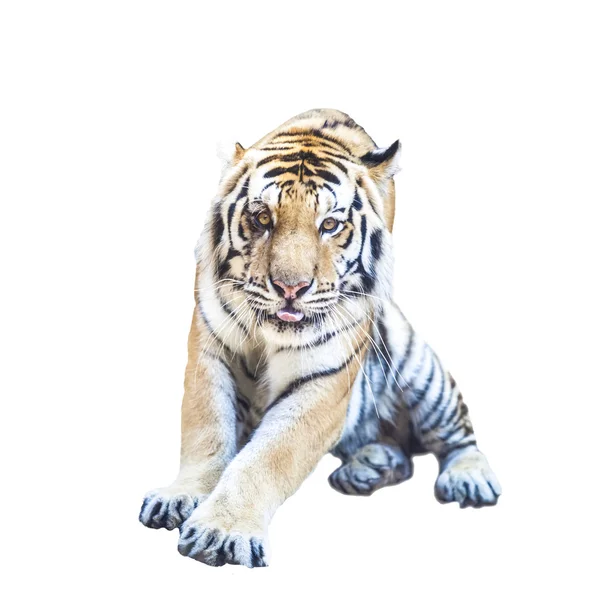 Portrait of a Royal Bengal tiger — Stock Photo, Image