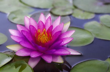 pembe lotus